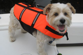 Small dog in an Up Buoy Life jacket