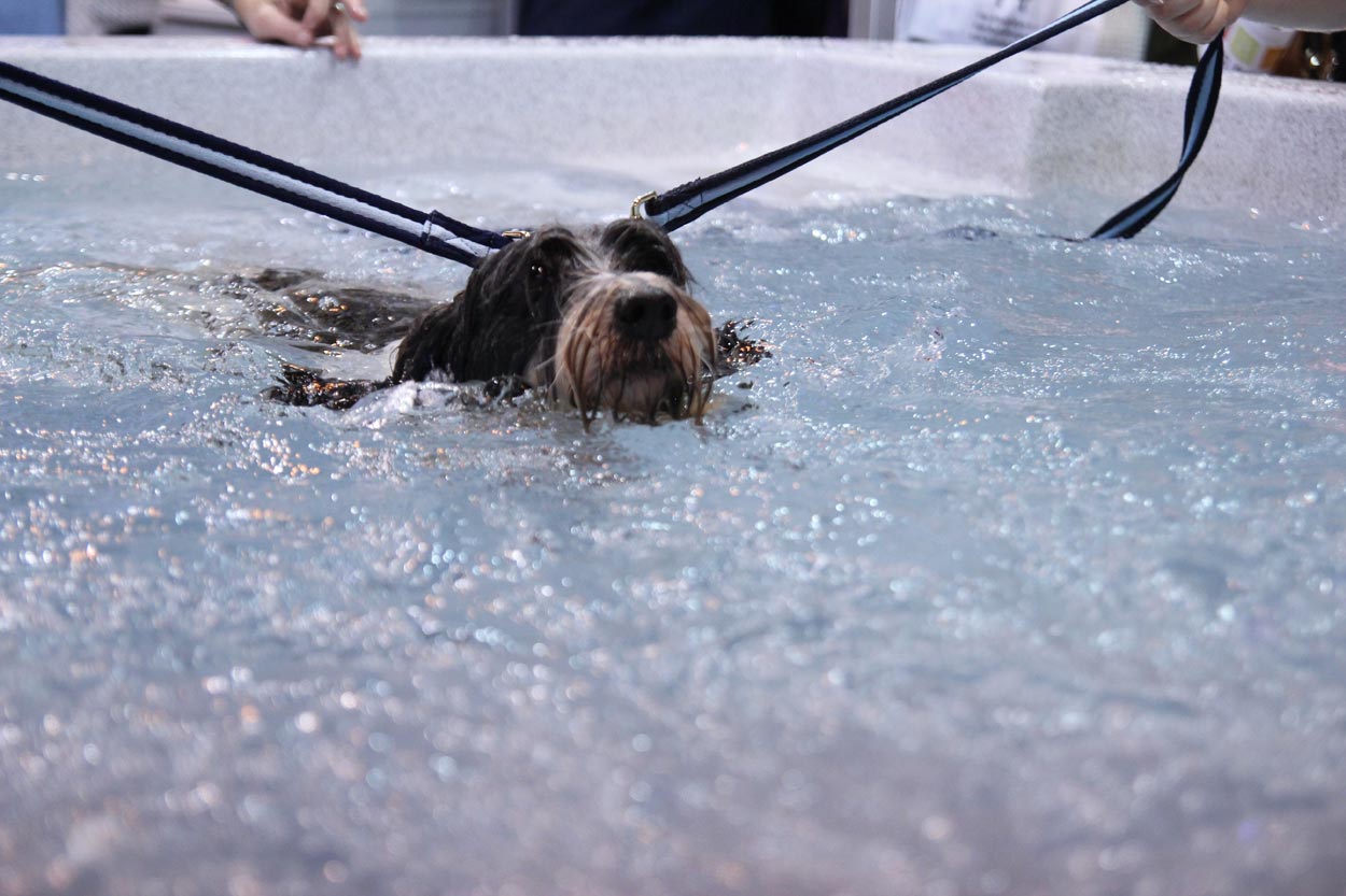 Dog Hydrotherapy Pools